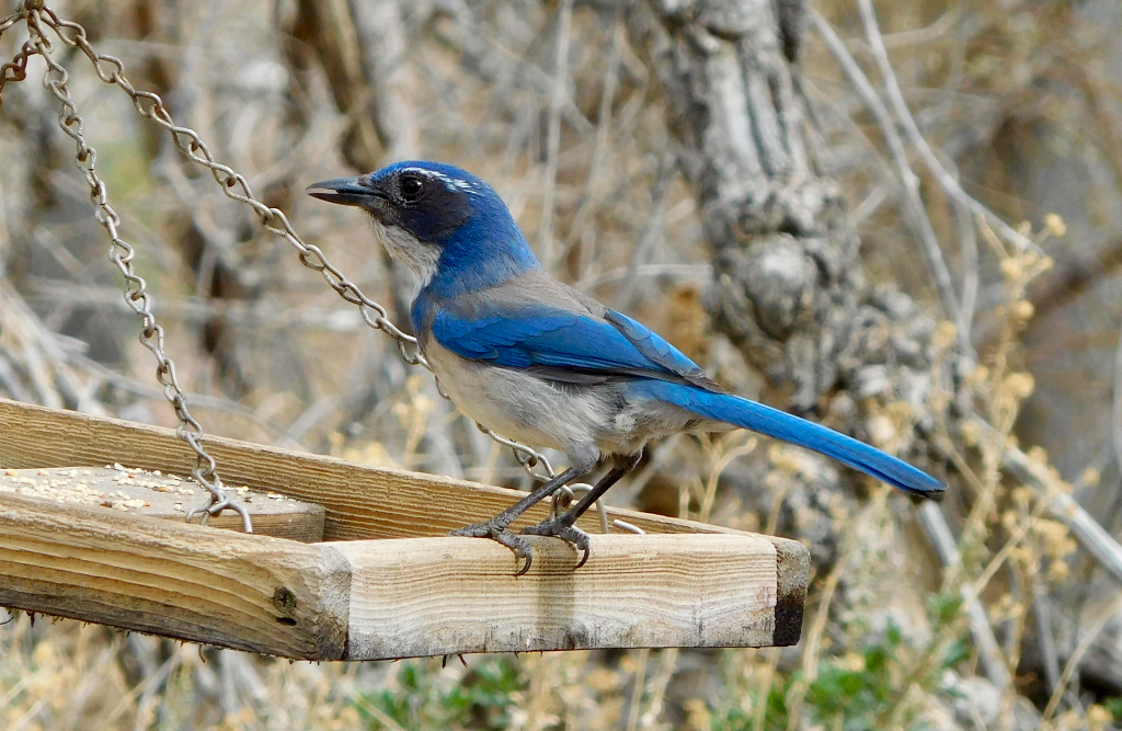 A blue bird sits on a branch.