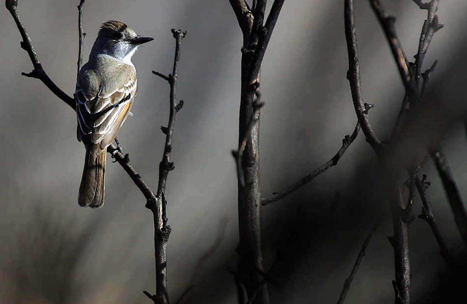 Bird sits on a tree branch at Big Morongo,