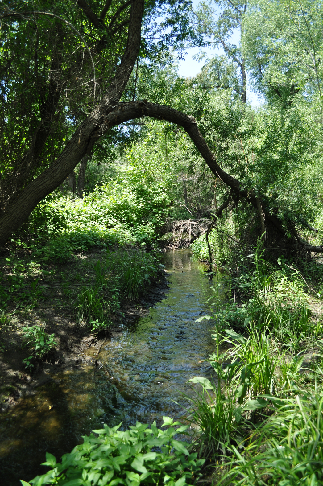 stream flowing through a green field