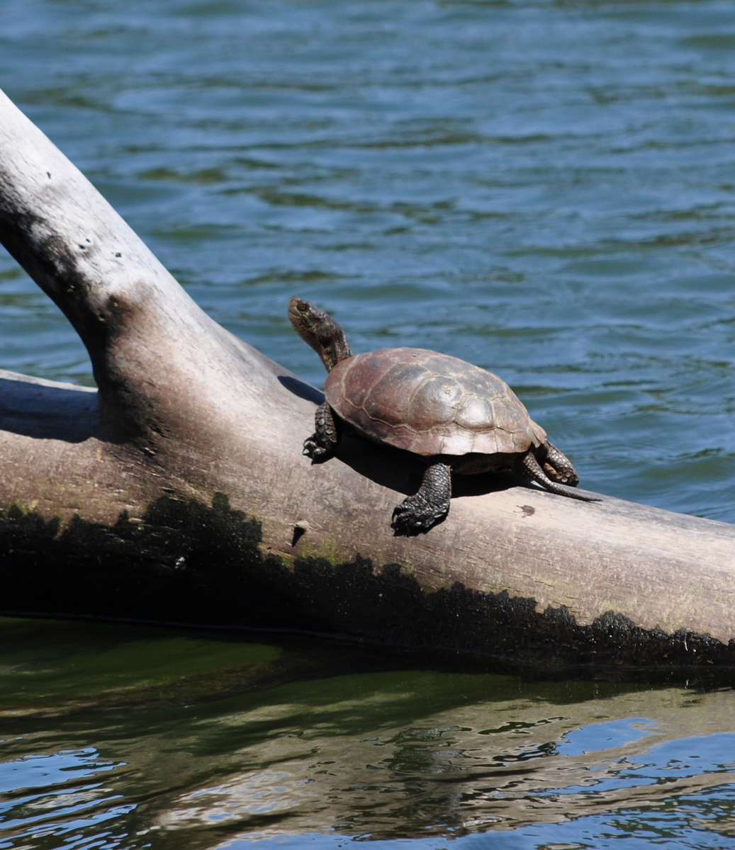Turtle on a log in the water