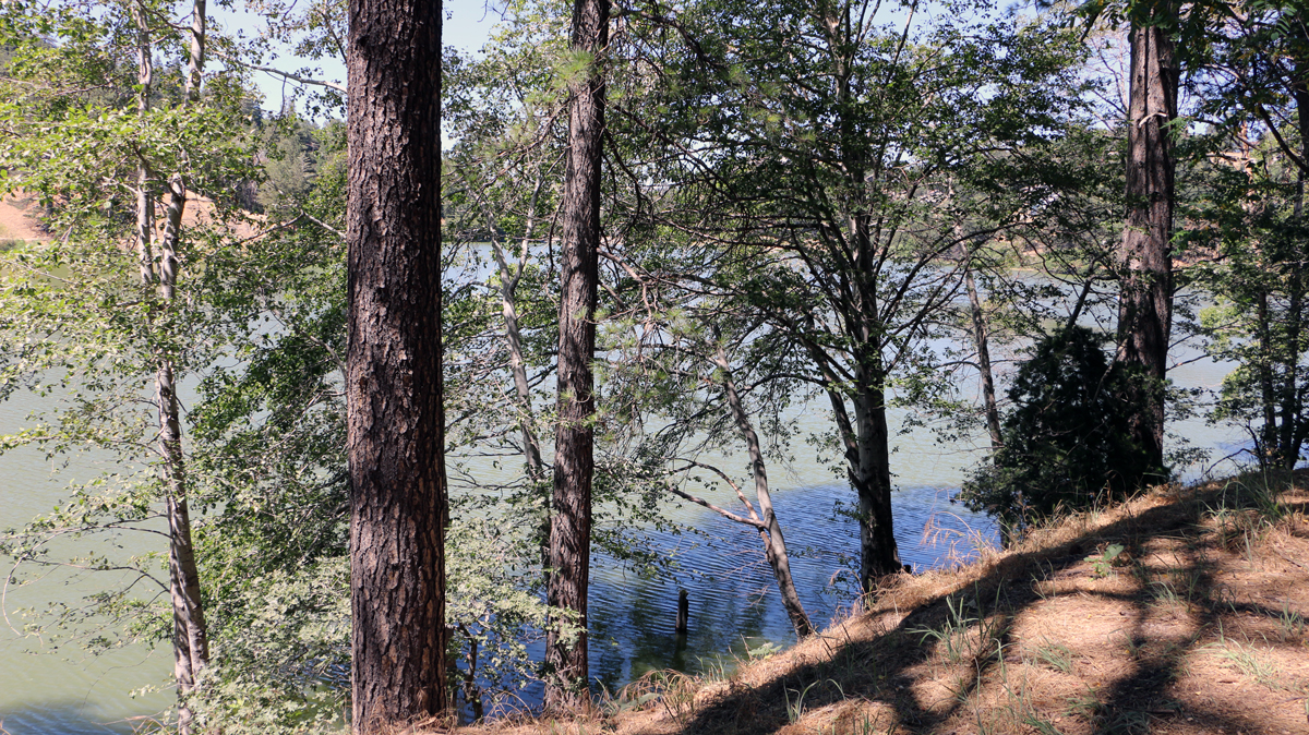 Lake through a tree line