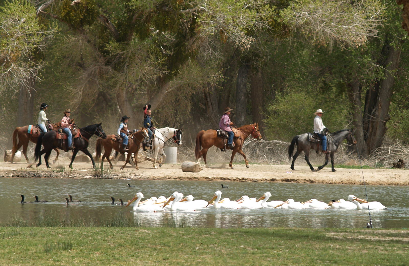 Riders are seen on horseback along the lake with ducks.