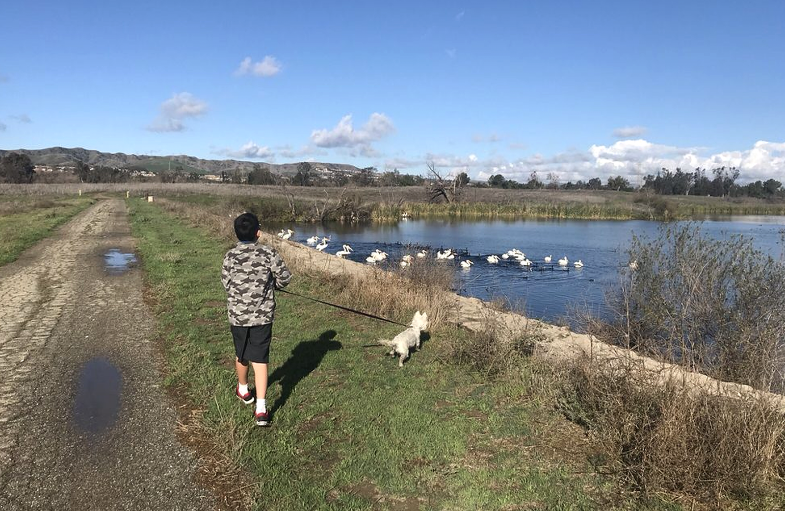 A young boy walks his dog past Prado lake with ducks.