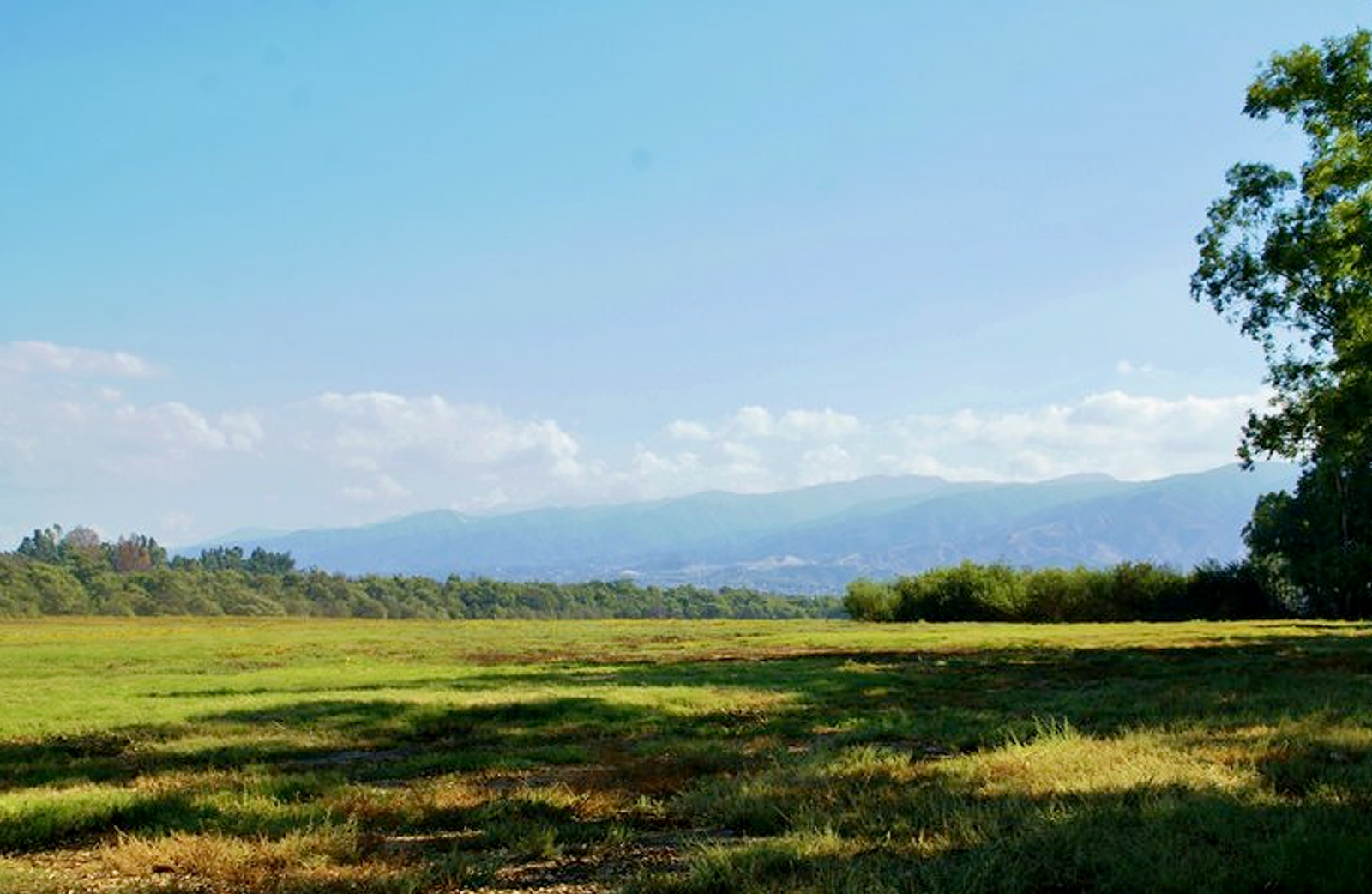 The Prado dog park field with grass and trees.