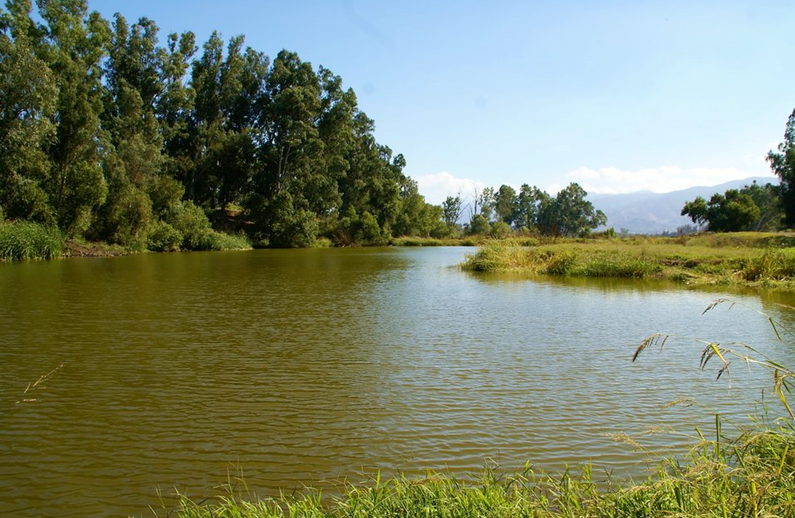 The dog lake at the Prado dog park.