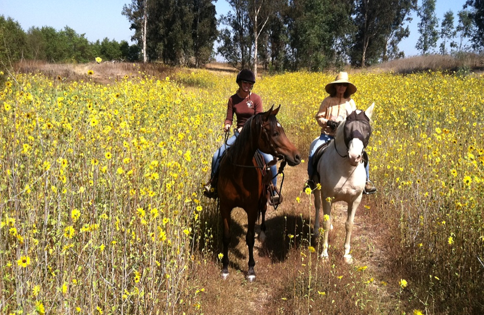 Two women ride on horseback in a field of yellow flowers at Prado park.