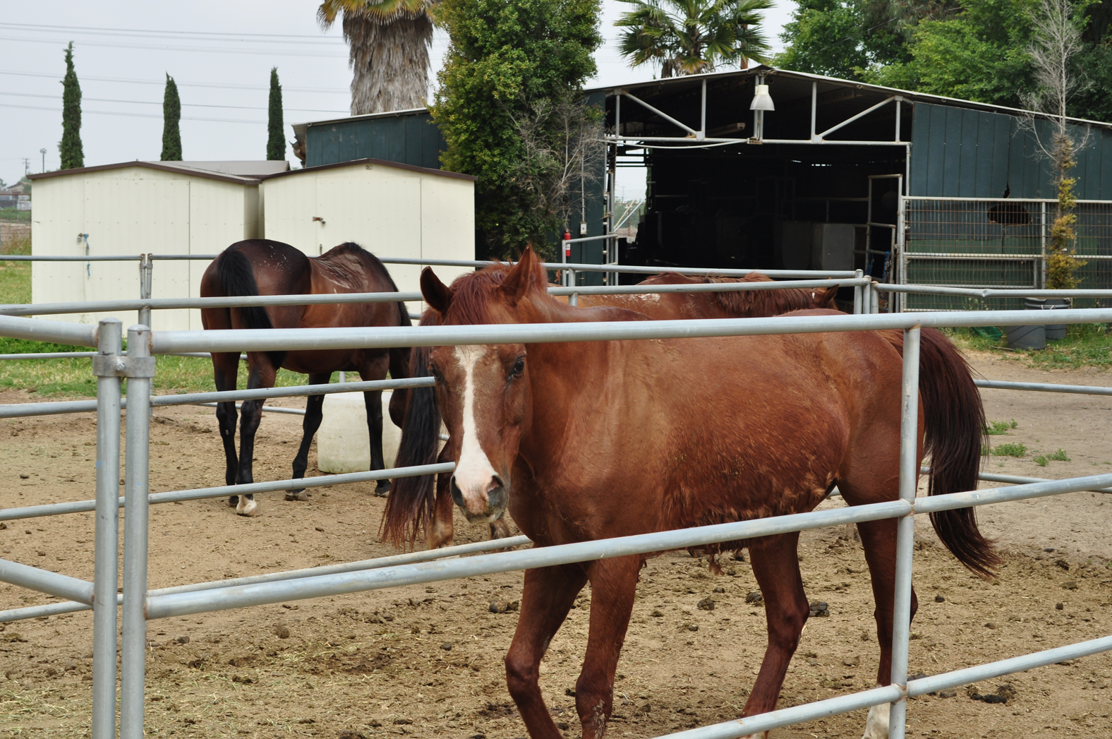 Prado Horses in stables