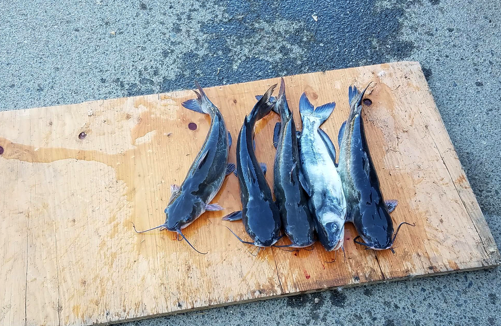 Five catfish lie on a cutting board after being caught at Prado park.