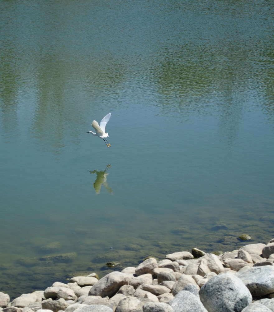 white Bird flying over lake