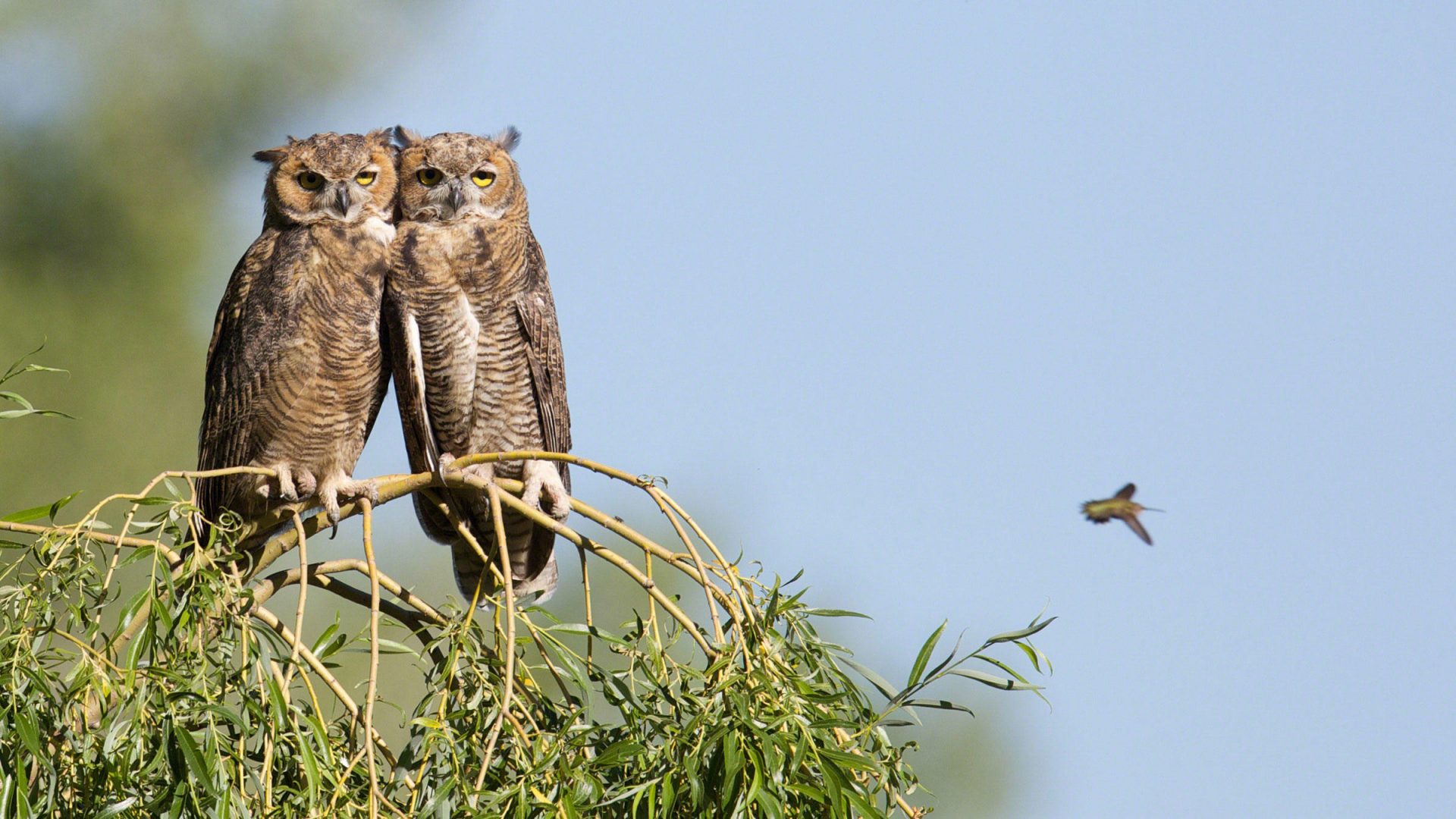 Two Owls on a branch
