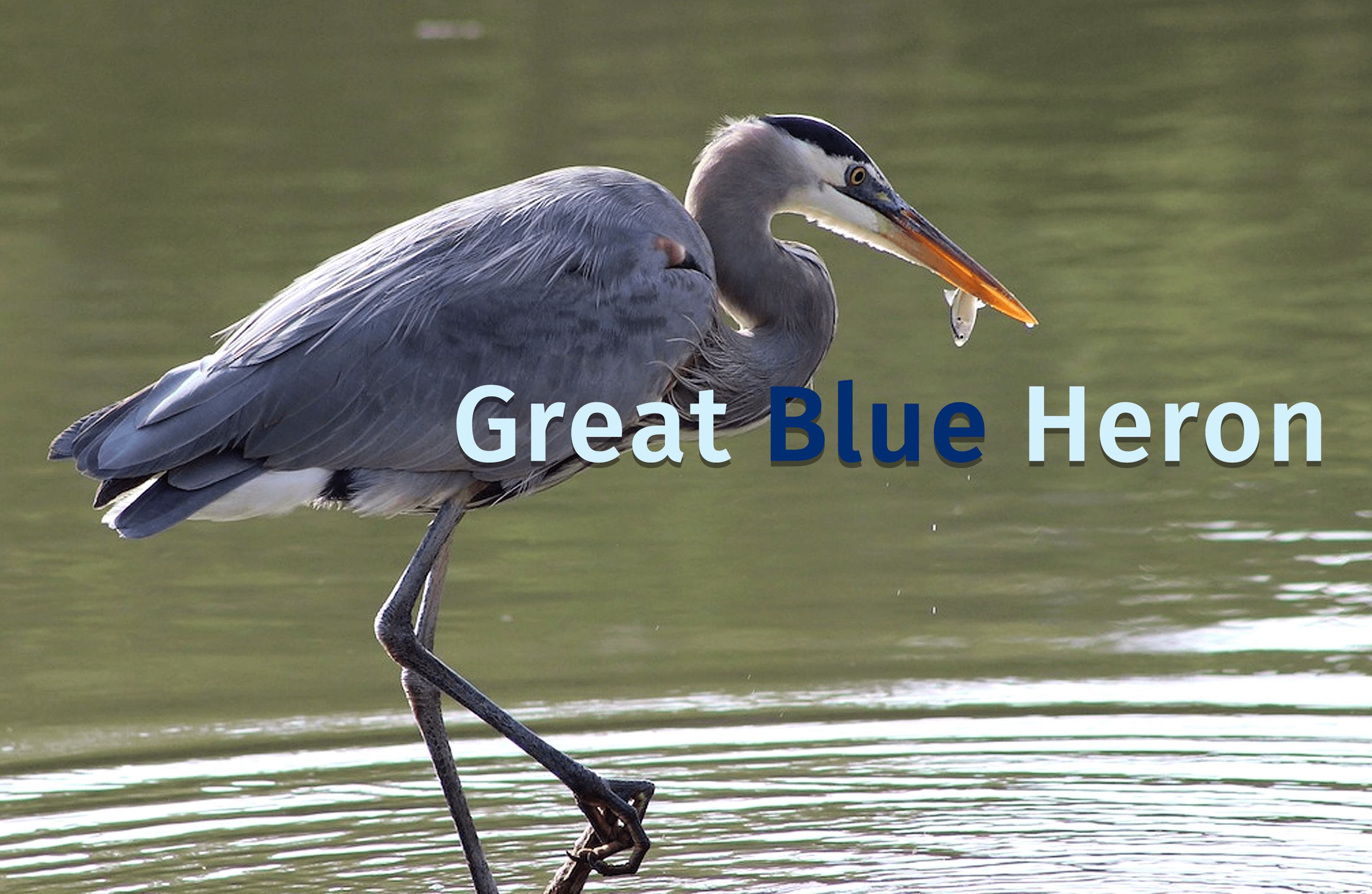 A blue Heron bird stands in a shallow pid iwth a little fish in hi mouth. The words Great Blue Heron are typed over the photo.