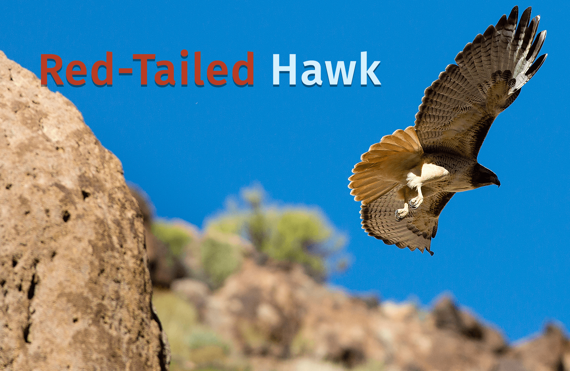 a Red-Tailed Hawk flys to the right of some canyon boulders against a blue sky with the words Red-Tailed Hawk written over the photo.