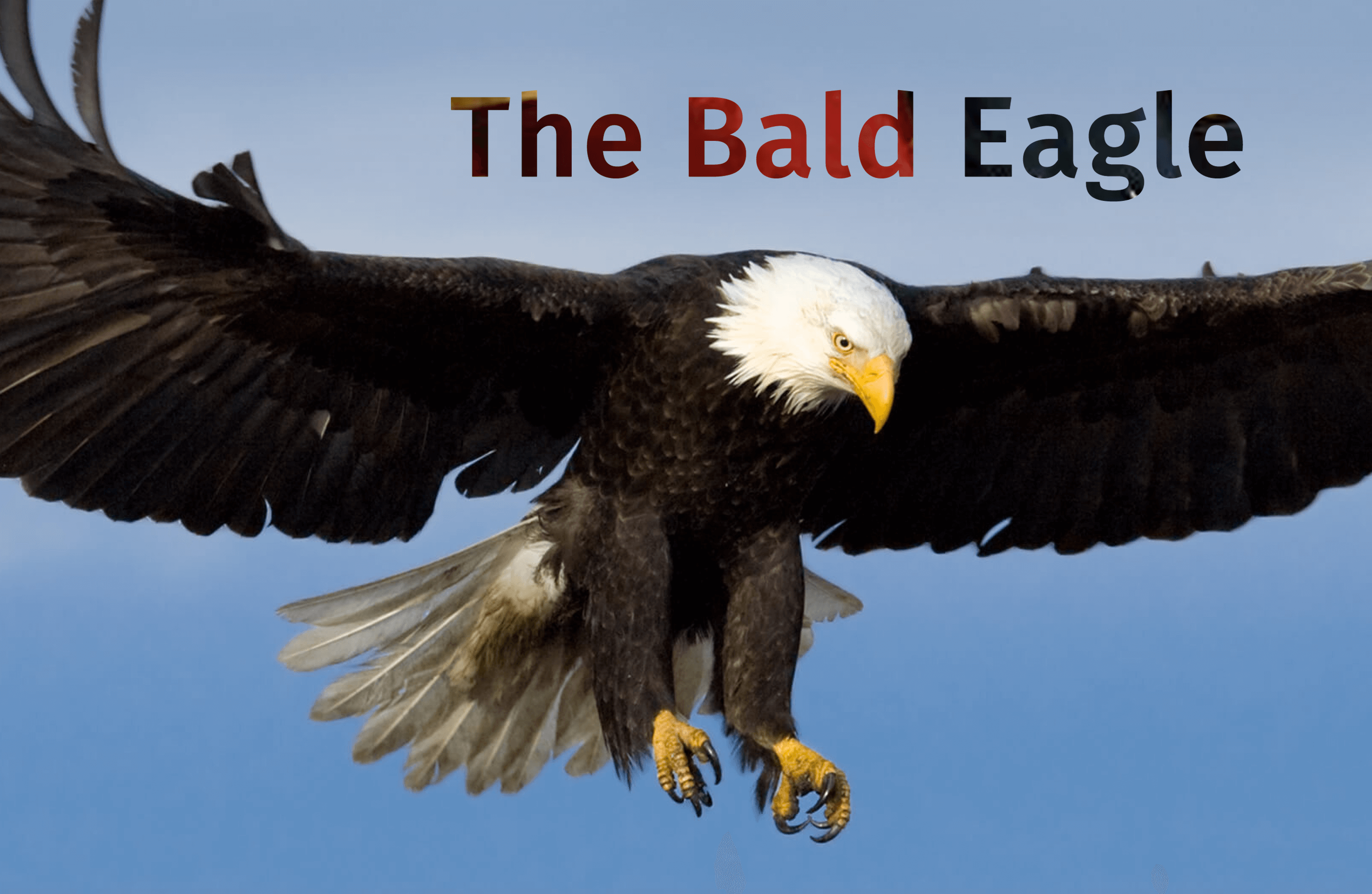 A bald eagle is flying in the air with its wings spread and the words the bald eagle is written over the photo.