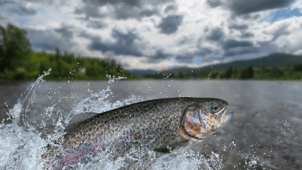 A photo of a trout close up jumping out of water with dark clouds in the sky and a mountainous skyline.