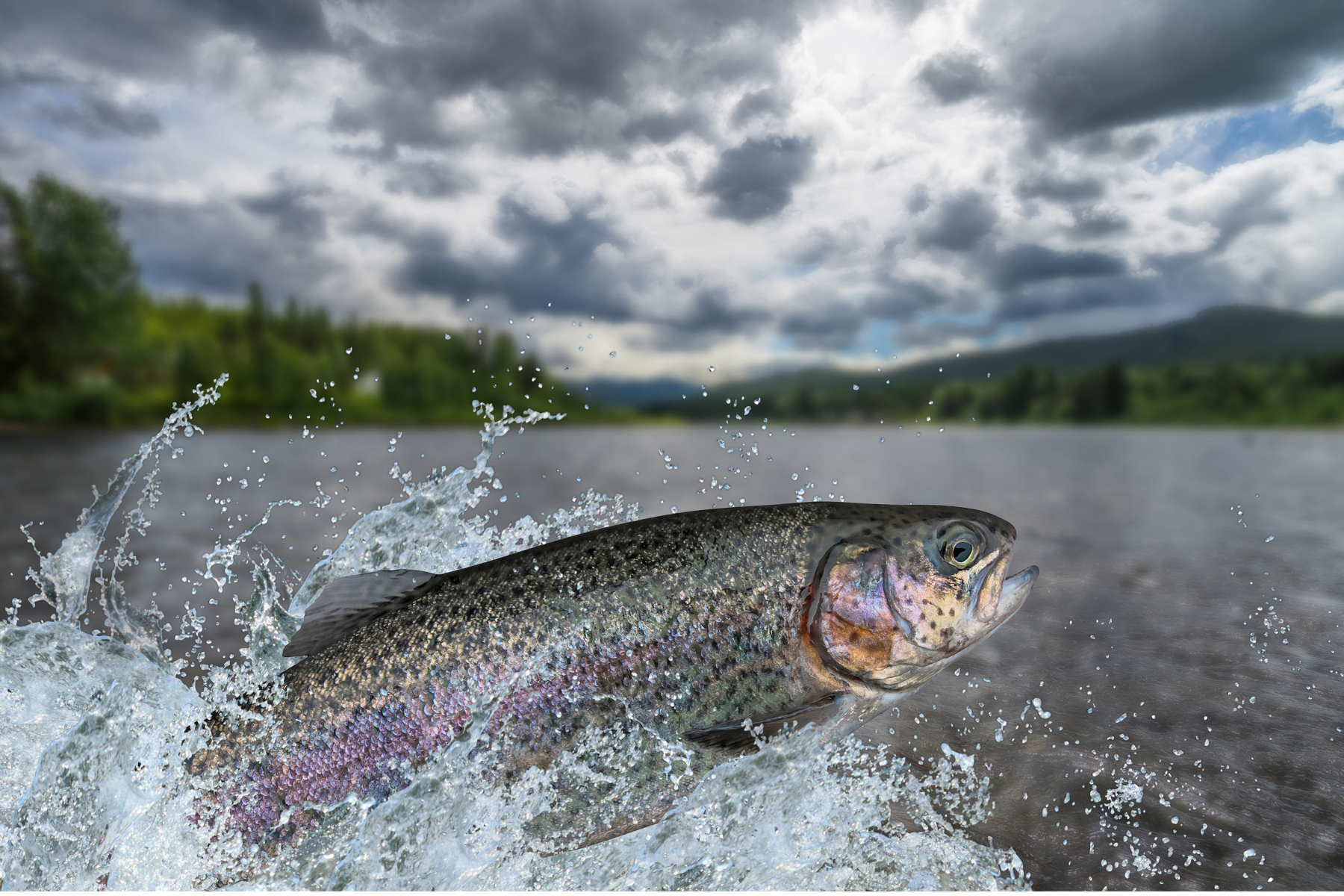 A photo of a trout close up jumping out of water with dark clouds in the sky and a mountainous skyline.