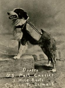Dorsey the Collie Mail Carrying Dog at Calico is poised on her hind legs in this black and white photo. 
