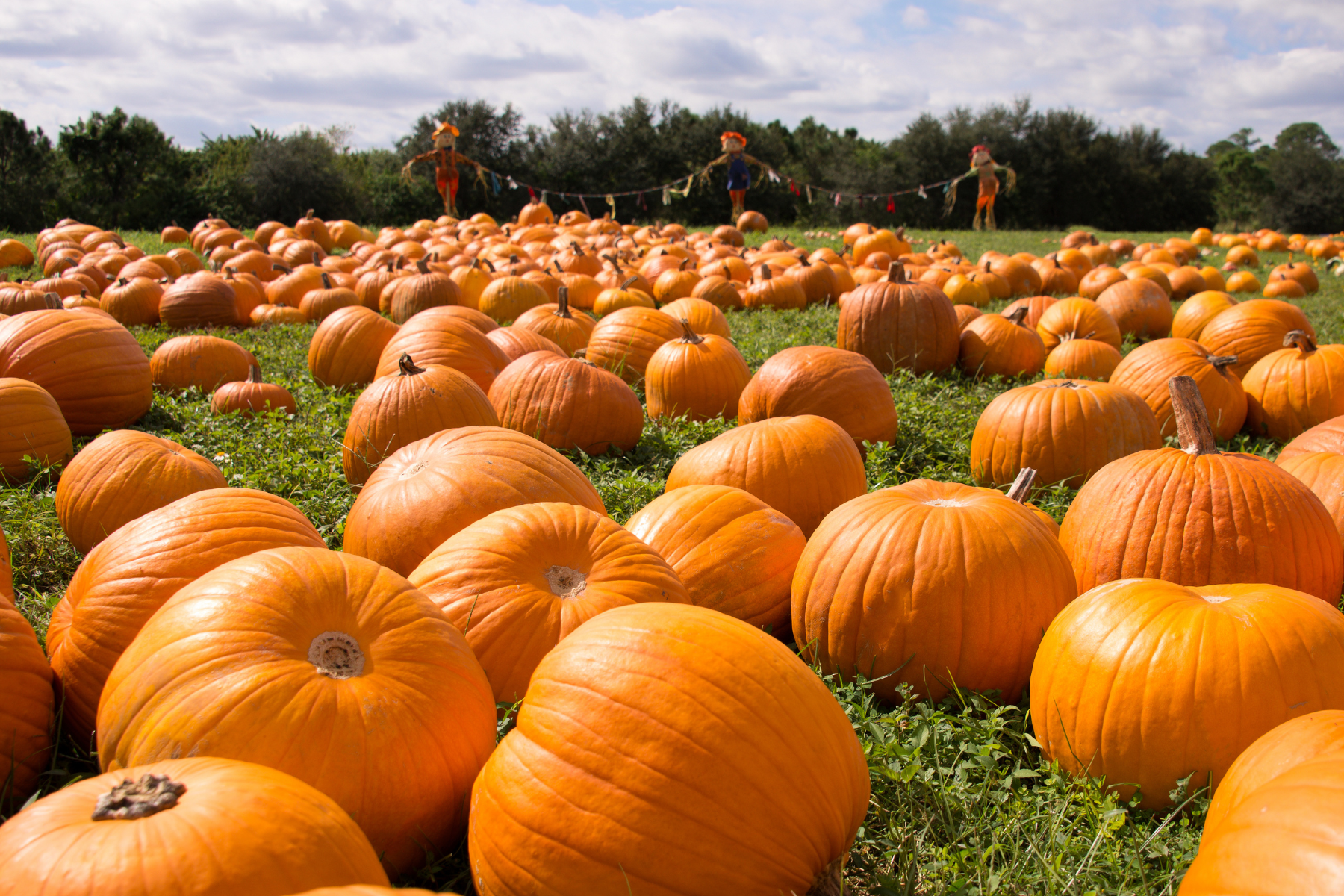 A field of pumpkins on lying on grass with a few pumpkins scarecrows in the back.