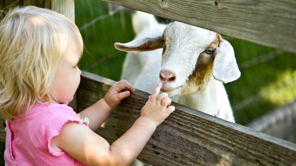 Little girl and goat at a wood fence.