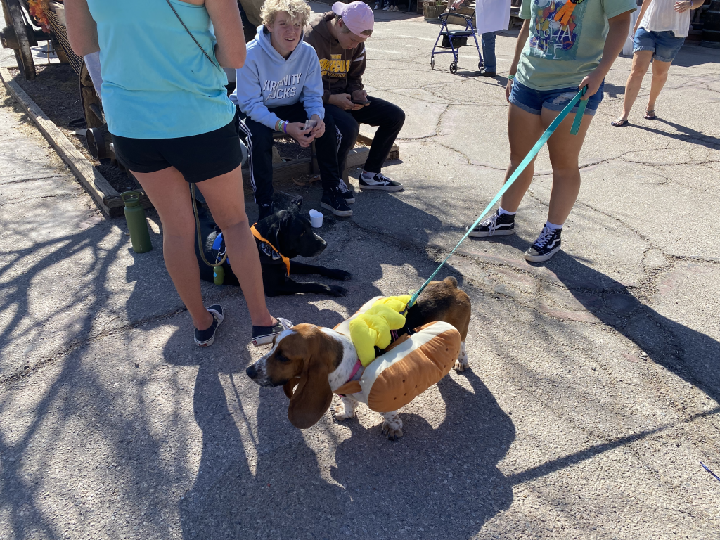 A basset hound is dressed up as a hot dog for Calico Ghost Town Ghost Haunt in 2022.