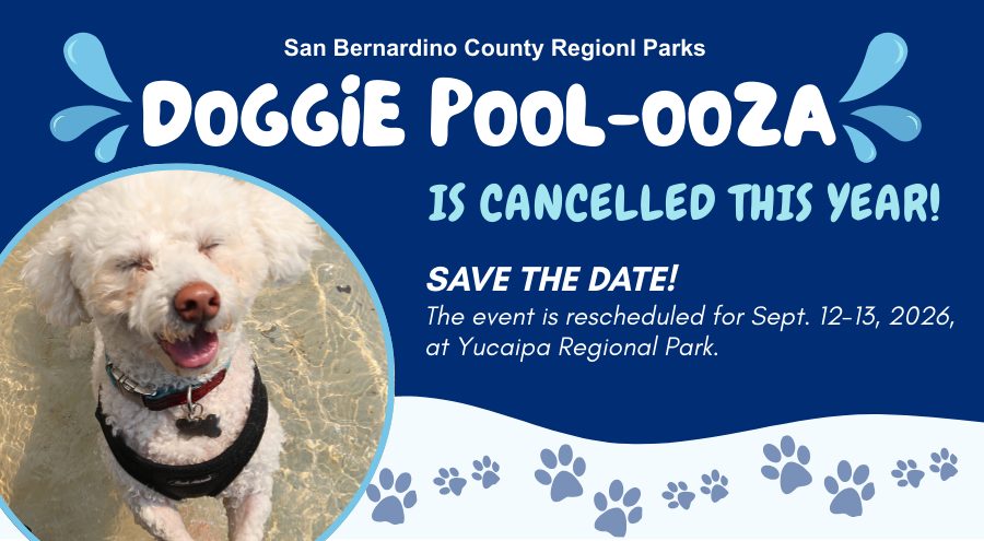 A white poodle dog looking up on the left with designer font at the top Doggie Pool-ooza is cancelled this year. Save the date. The Event is rescheduled for Sept. 12-13, 2026, at Yucaipa Regional Park.