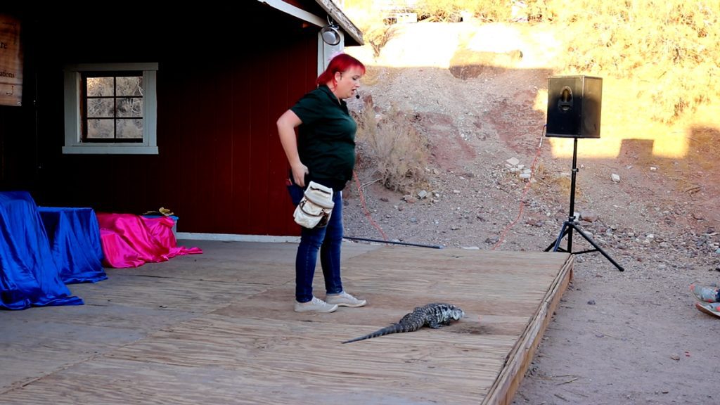 A woman stands on the Livery Stage looking down at a Tegu at the Calico Holiday Fest.