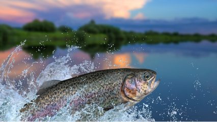 A rainbow trout splashes out of a lake.