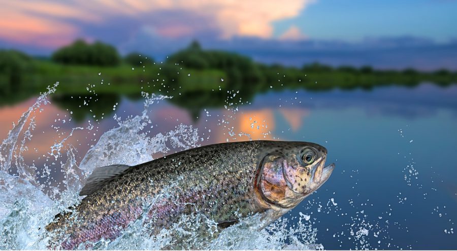 A rainbow trout splashes out of a lake.