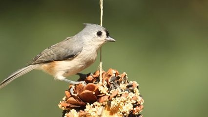 A bird sitting on a bird seed cone.