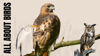 A snow egret, red-tail hawk and great horned owl are seen with the words All About Birds set against a willow and reed background.