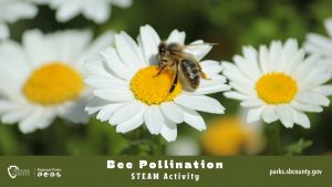 A bee sits on a daisy flower. The Regional Parks logo with Bee Pollination STEAM Activity and the website address, parks.sbcounty.gov is at the bottom.