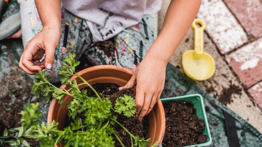A pot of herbs with soil with two arms and hands and a yellow children’s shovel.