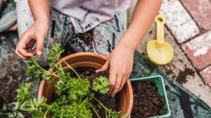 A pot of herbs with soil with two arms and hands and a yellow children’s shovel.