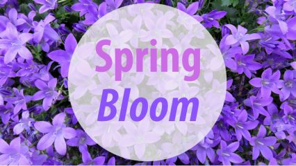 Purple flowers with text Spring Bloom in a white circle shape.