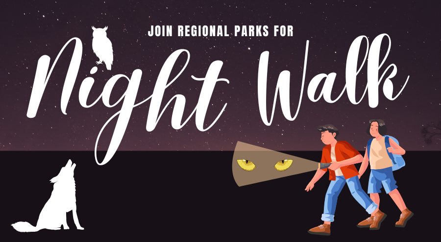 A night sky with an owl, coyote and two boys walking with a flashlight and with light flashing on predator eyes and the words Join Regional Parks For Night Walk.
