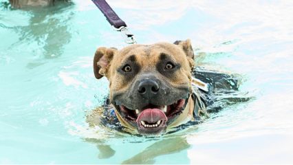 A leashed pit bull boxer breed dog is swimming in a pool with its mouth open and tongue hanging out.