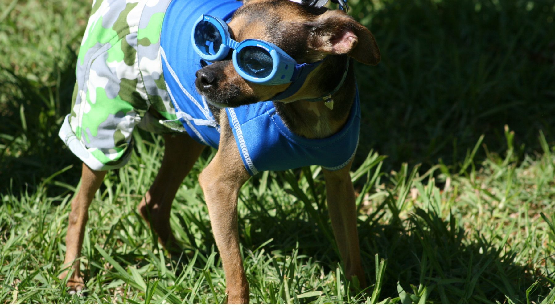 A small brown dog with sunglasses and a blue vest looks out while standing on grass.